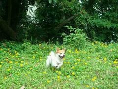 -爱宠屋pet shop·宠物洗澡·宠物美容