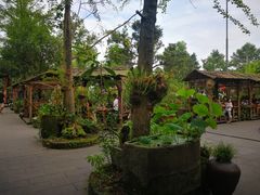 -青城甲(青城山店)