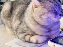 -平行世界·猫咖(首经贸店)