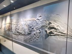 -安徽省地质博物馆