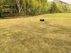 -上海崇明金茂凯悦酒店