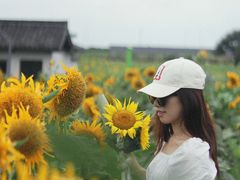 -杭州湾海上花田景区