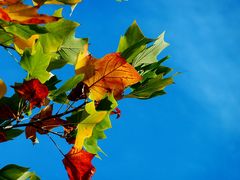 -枫林湾牛扒自助西餐厅(兴东店)