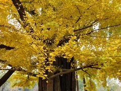 -清华大学玉泉医院