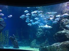 -暹罗海洋世界