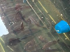 -蓝湾碧波·老字号·疍家非遗海上餐厅