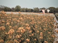 -长兴太湖图影湿地文化园