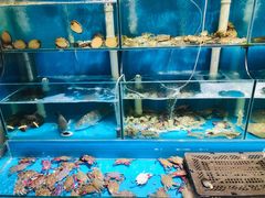 水产区-1910老鲁味海鲜·戳子肉·青岛菜(金沙滩店)
