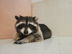 -浣熊柯尔鸭土拨鼠·电玩咖