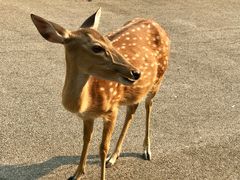 -清迈夜间动物园