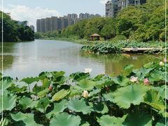-金山公园