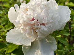 -洛阳市隋唐城遗址植物园