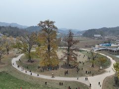 -千年银杏谷文化旅游区