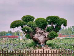 -荷兰花海