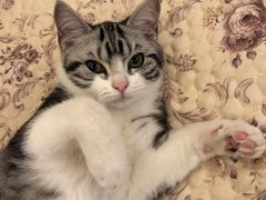 -芭比堂动物医院·犬猫全科·异宠专科(雁塔分院)