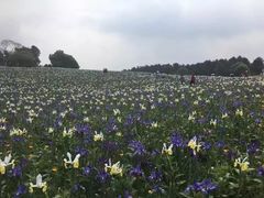 -保利石象湖景区