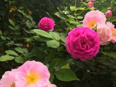 -荣昌花园