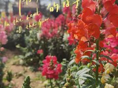 -厦门园林博览苑