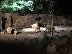 -清迈夜间动物园