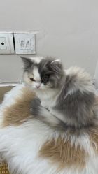 -柚子•猫美睫美甲