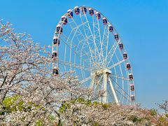 -顾村公园
