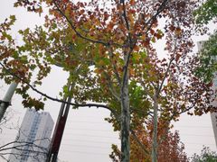 -重庆彩云湖湿地公园