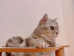 -猫友咖啡店(玉林西路店)
