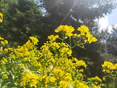 -长白岛森林公园