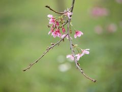 -天适樱花悠乐园
