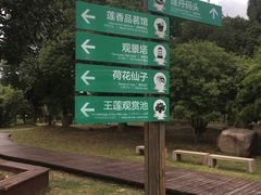 -荷塘月色湿地公园·向阳花洲