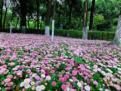 -重庆市江北嘴中央商务区中央公园