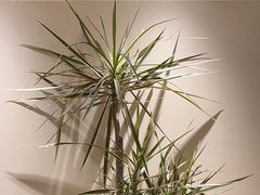 -鹿港小镇(霄云店)