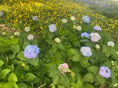 -艾溪湖湿地公园