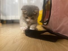 -momokira米努特·德文卷毛猫·棉花面纱犬