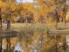 -金塔沙漠胡杨林景区