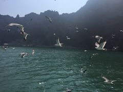 -长岛万鸟岛