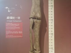 -正佳自然科学博物馆