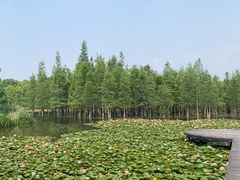 -白鹭湾湿地公园