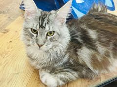 -袖虎·猫馆(体育西路店)