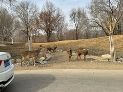 -北京野生动物园