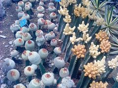 -南山植物园
