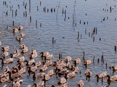 -野鸭湖国家湿地公园