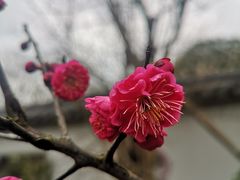 -无锡梅园公园