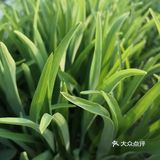 绿色给人感觉很舒服 色是多种多样的