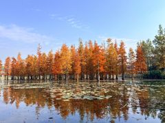 -白鹭湾湿地公园