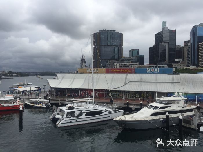 悉尼海洋生物水族馆图片