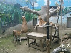 -成都动物园