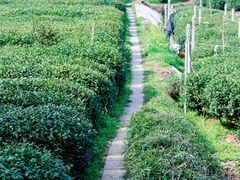 -茅家埠