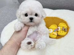 -萌宠之家·腊肠犬·马尔泰·小体犬舍