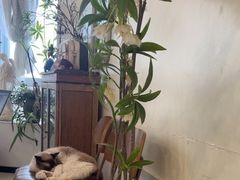 -共舞时光猫咖·狗咖(新街口店)